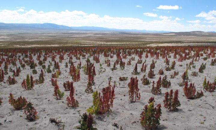 Nederquinoa wordt misschien wel net een aardappel
