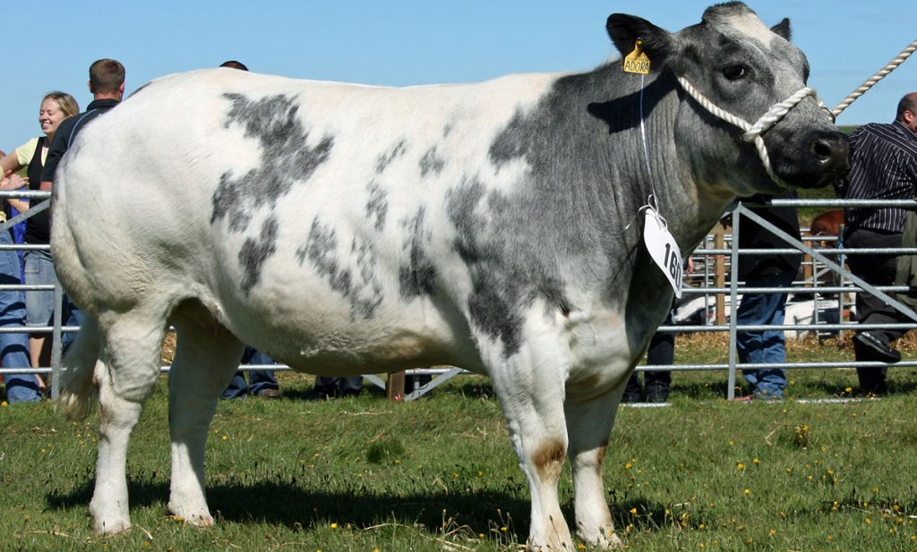 slachtadvies-voor-belgische-witblauwe-zoogkoeien-foodlog